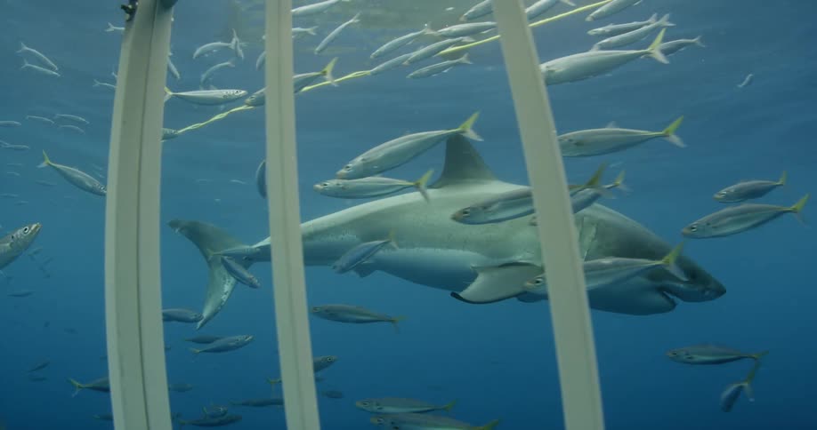 A shark swims in the ocean near a cage