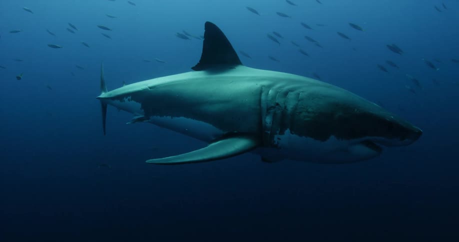 Shark swimming in dark ocean water