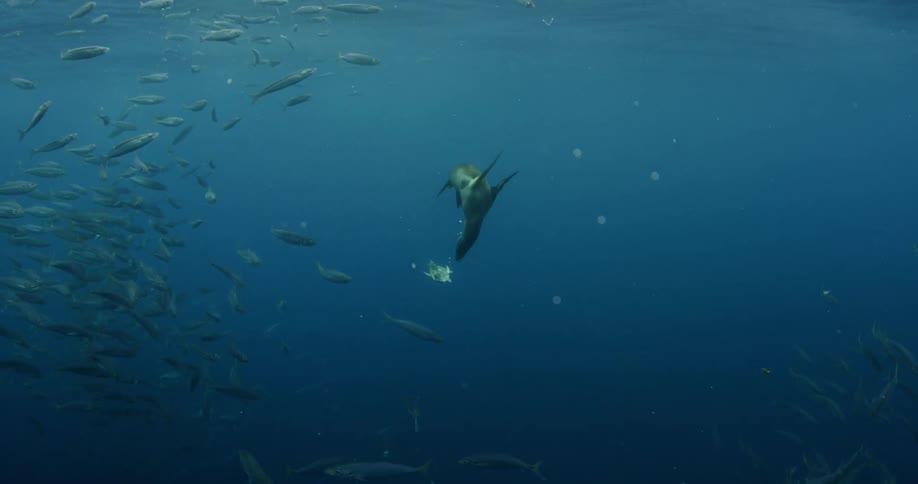 Seal swimming playfully in the waters
