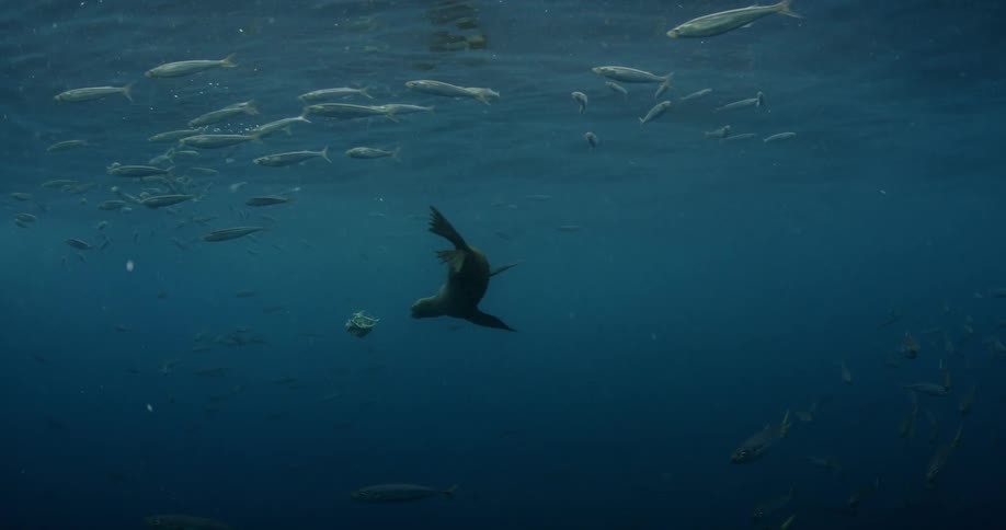 A seal is investigating a piece of chum in the ocean