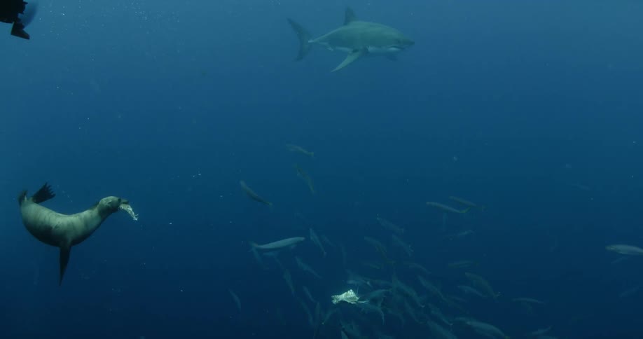 A seal is eating a piece of chum as a shark swims by