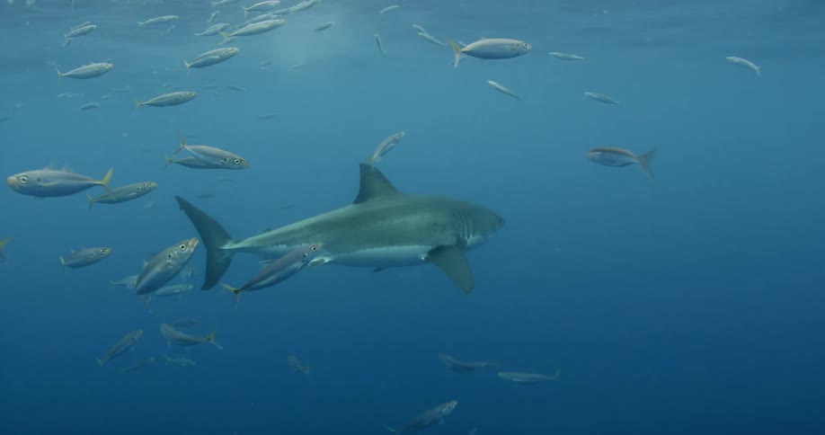 A shark and fish swim in the ocean