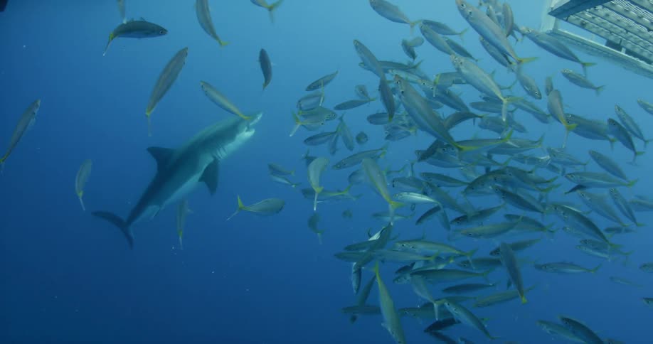 A school of fish swim near a shark