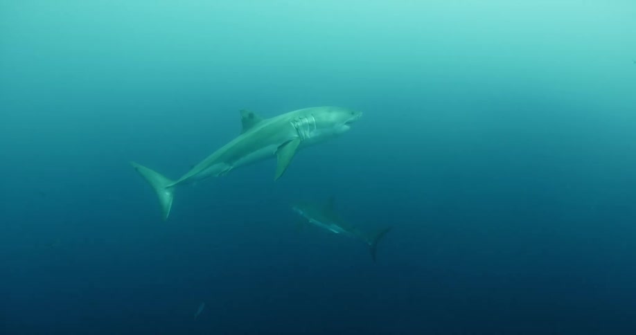 A shark swims in the blue ocean water