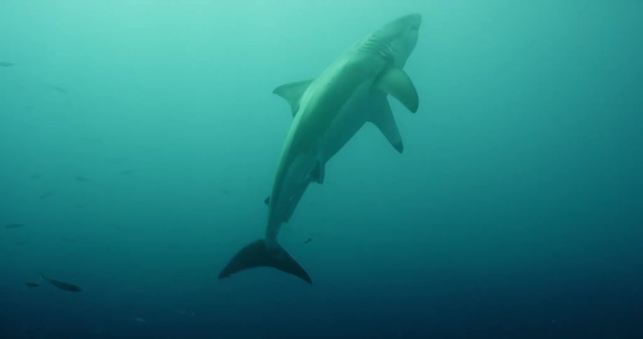 A shark dives through a school of fish