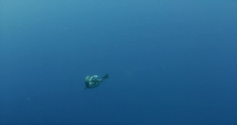 A sea lion swims in the open ocean