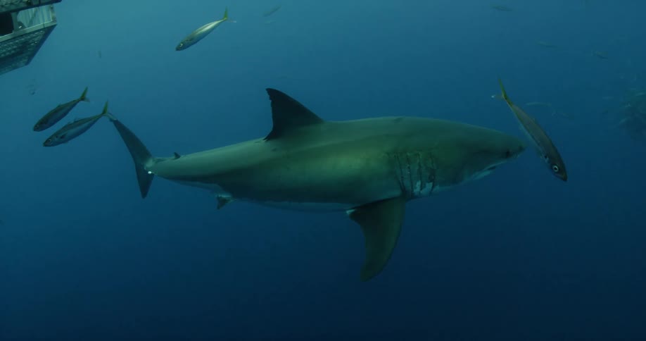 A shark swims past a school of fish in the dark water