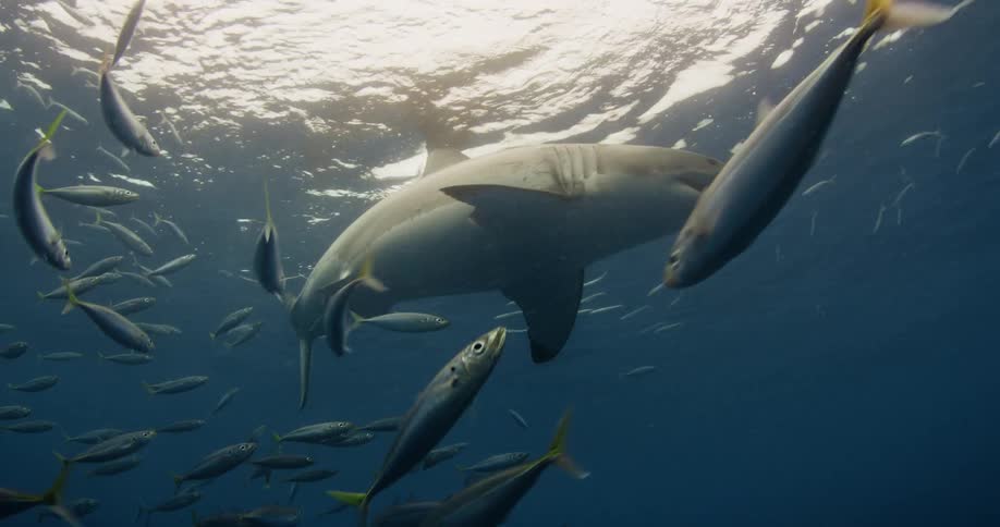 A shark swims through a school of fish in the ocean