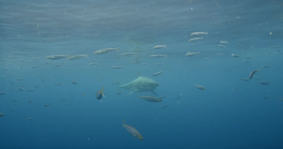 A shark swims through fish in blue ocean water