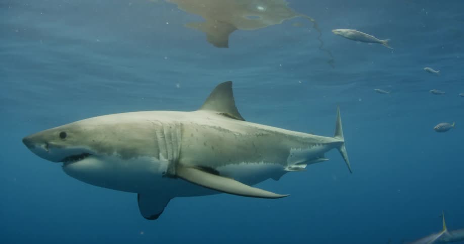 A shark swims in the water as something darts past