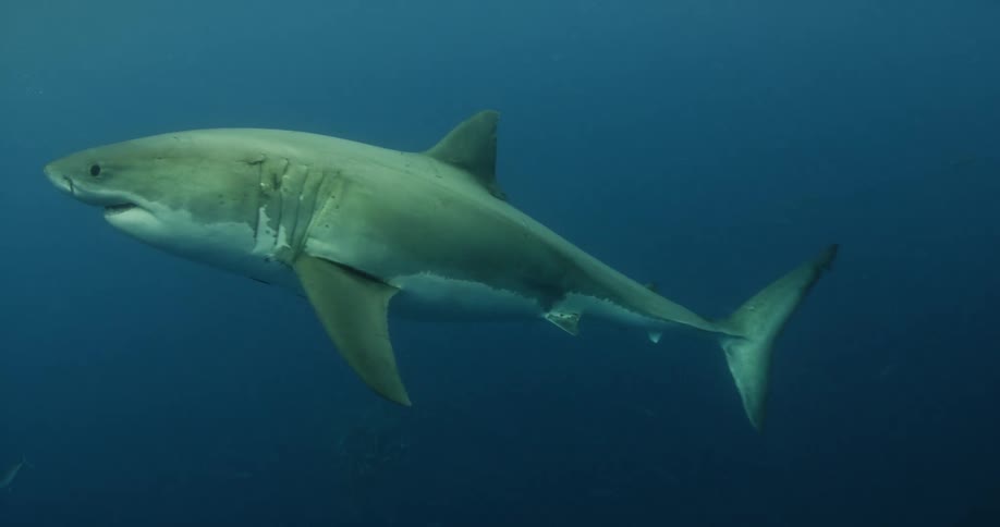 Shark swimming in dark ocean water