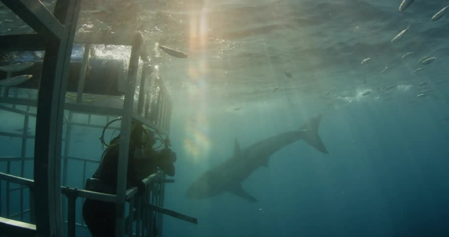 A shark swims up to scuba divers in a cage