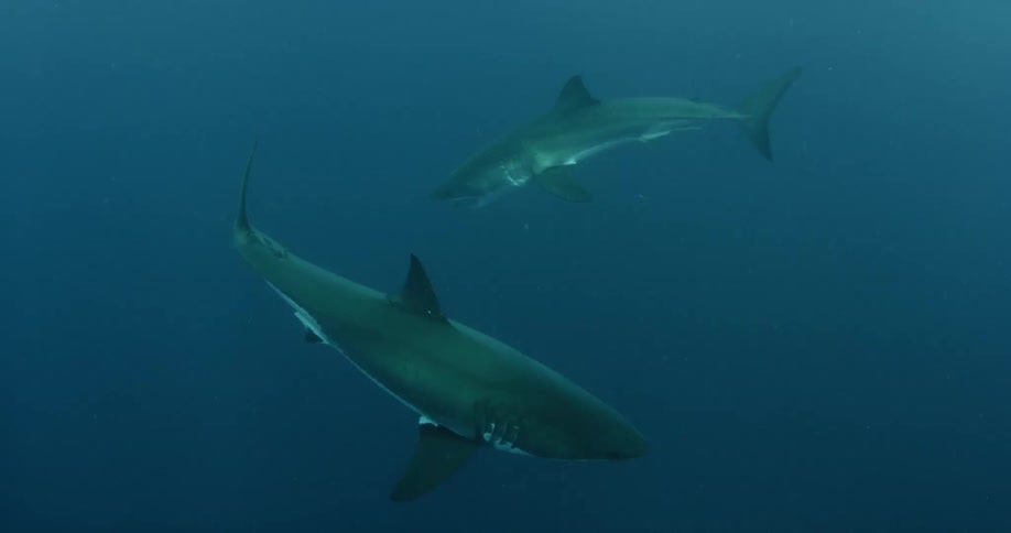Two sharks are swimming in dark, cloudy ocean waters