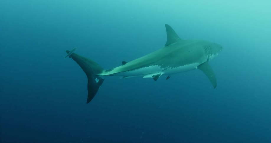 A shark swims through blue ocean water