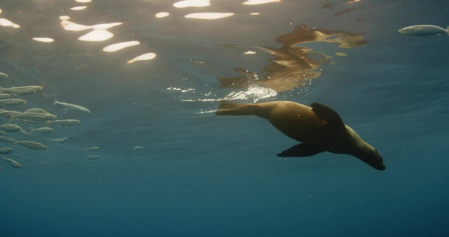 A sea lion swims near a school of fish in the ocean