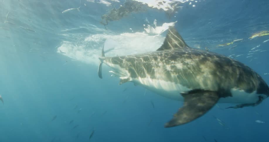 A shark splashing water just below the ocean surface