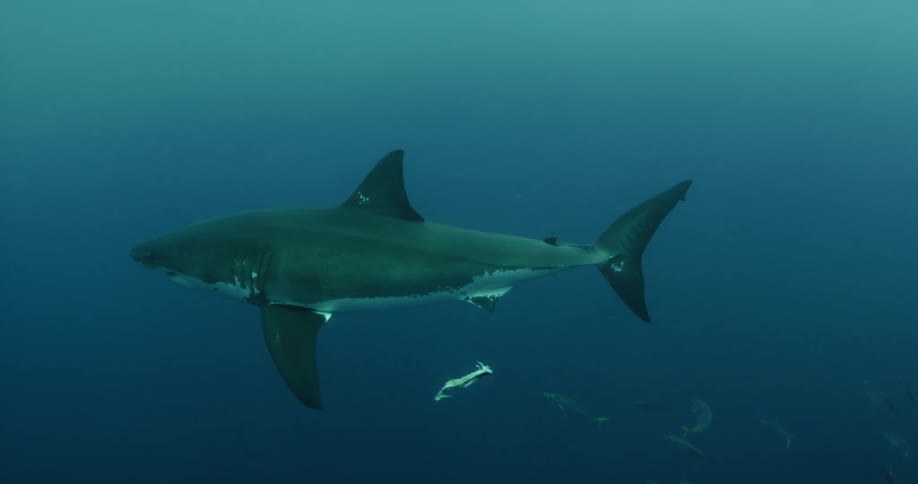 Shark swimming calmly through dark waters