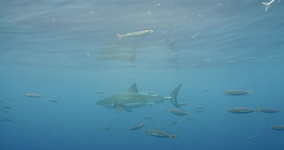 A shark and fish swim in the ocean