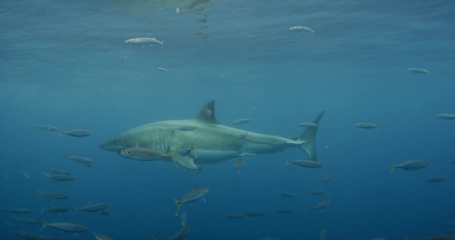 A large shark swims past some fish in dark waters