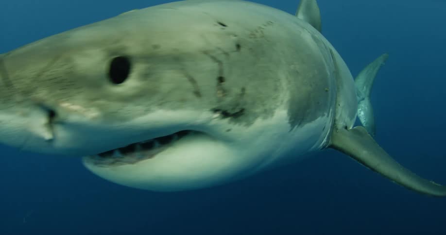Shark swimming in dark ocean water