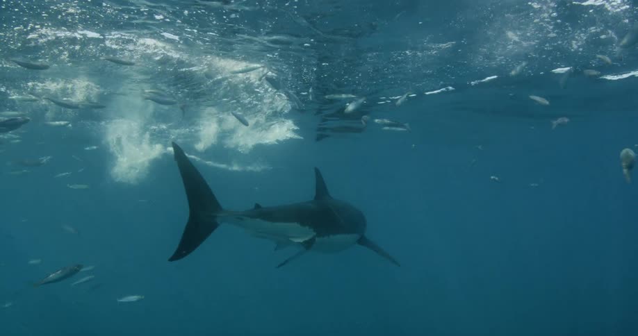 A shark and fish swim near the surface of the ocean