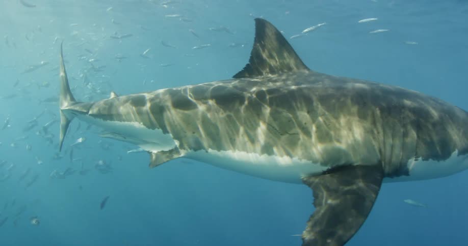 A shark is swimming in the water wish fish all over
