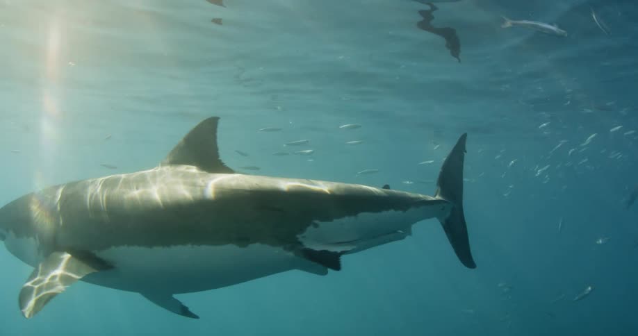 A shark and fishes are swimming near the surface of the ocean