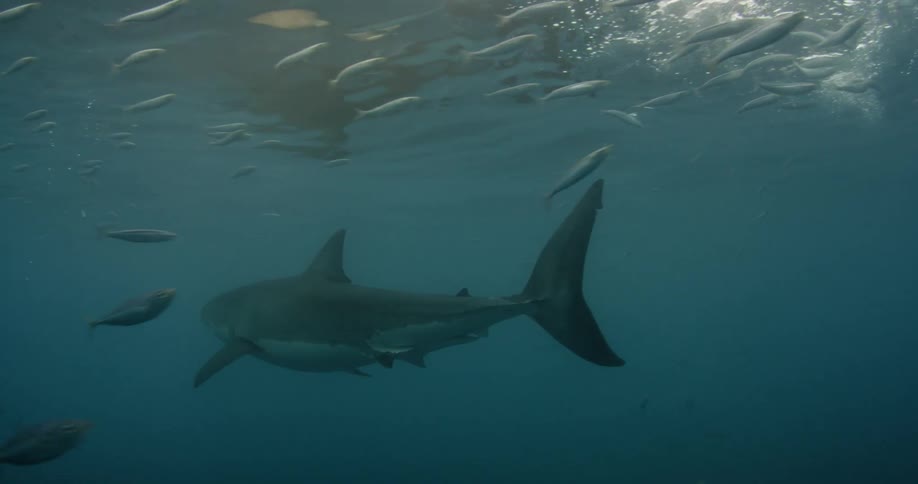 Shark and other fish swimming in dark ocean water