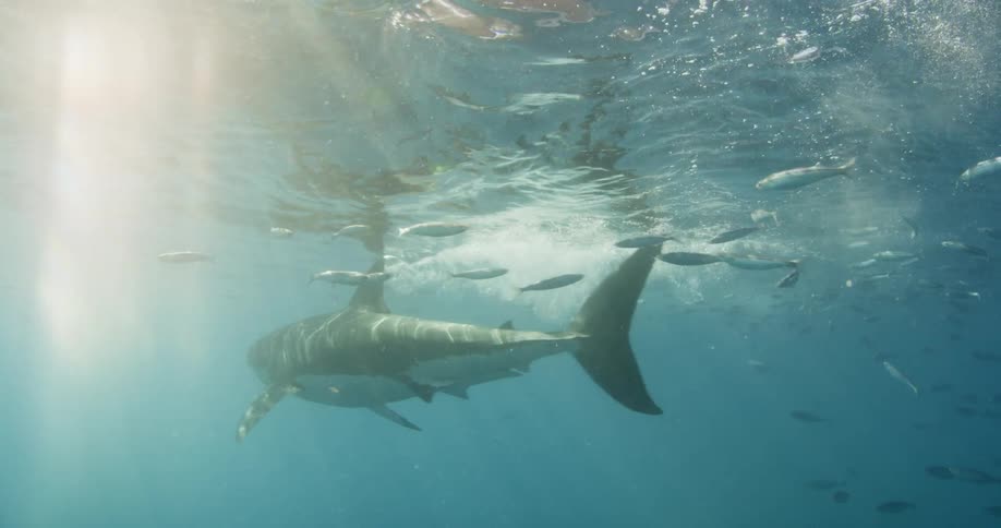 Shark swimming just below the surface of the water