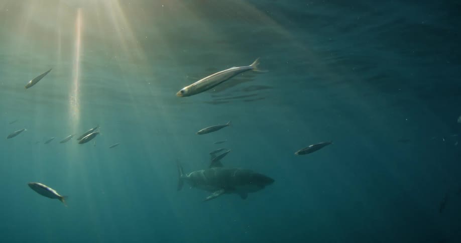 A shark and fish swim in the ocean as sunlight breaks through the surface