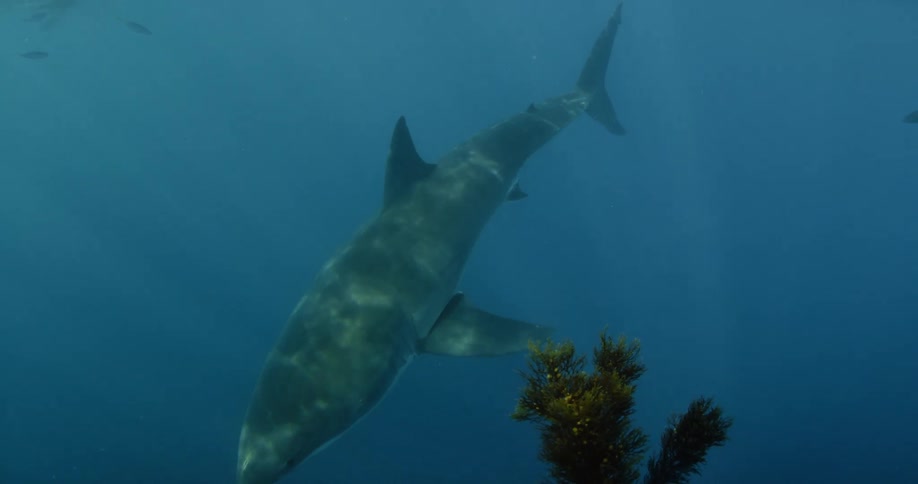 A shark swimming near a plant covered rock