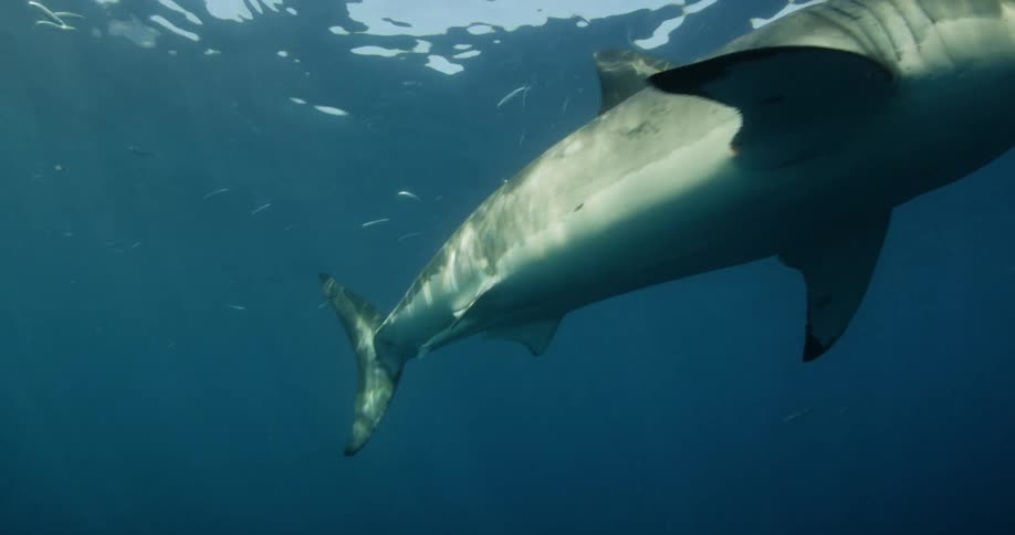 A shark swims in the ocean