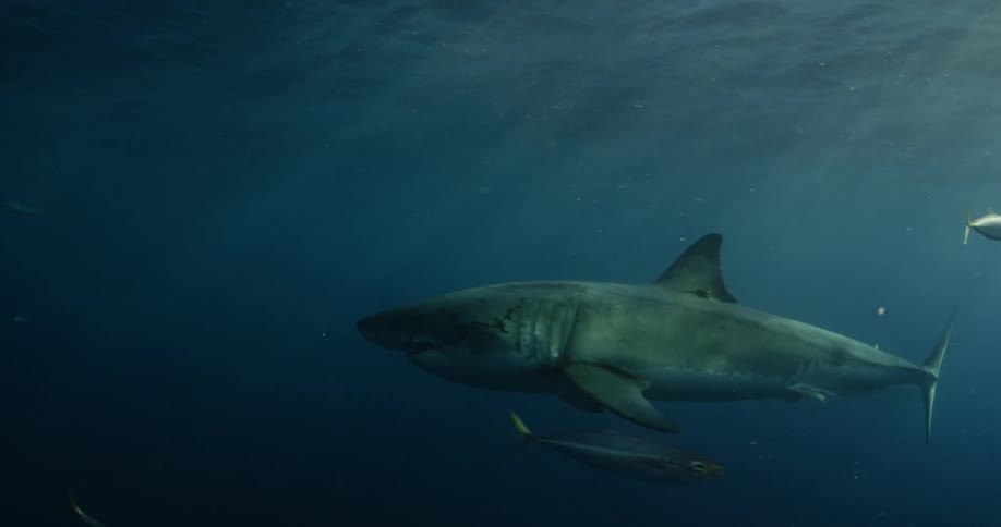 Shark swimming through some dark water