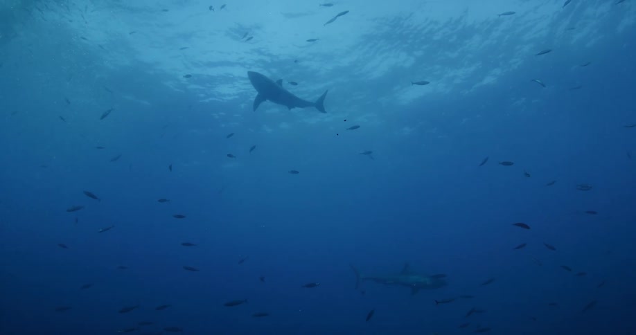 Sharks and fish swim in the ocean
