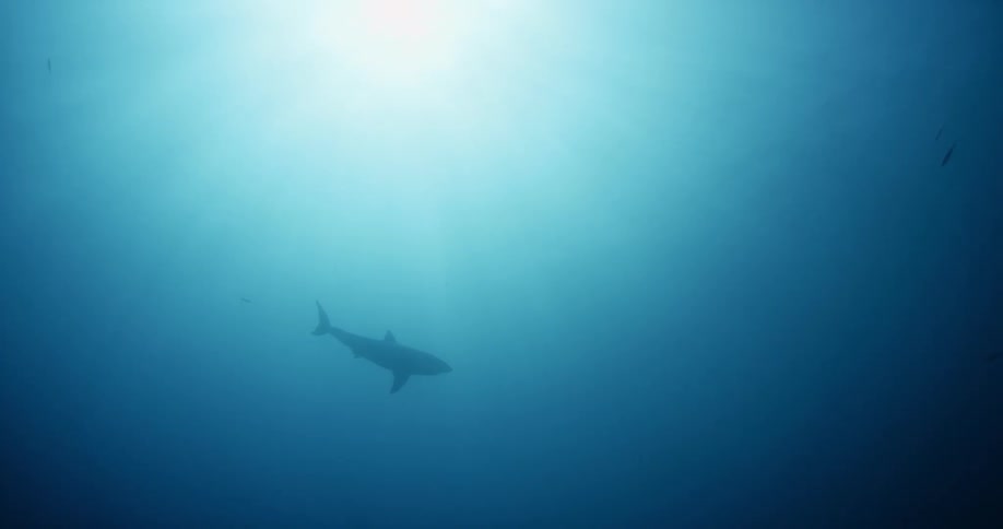 Shark swimming as light beams from above
