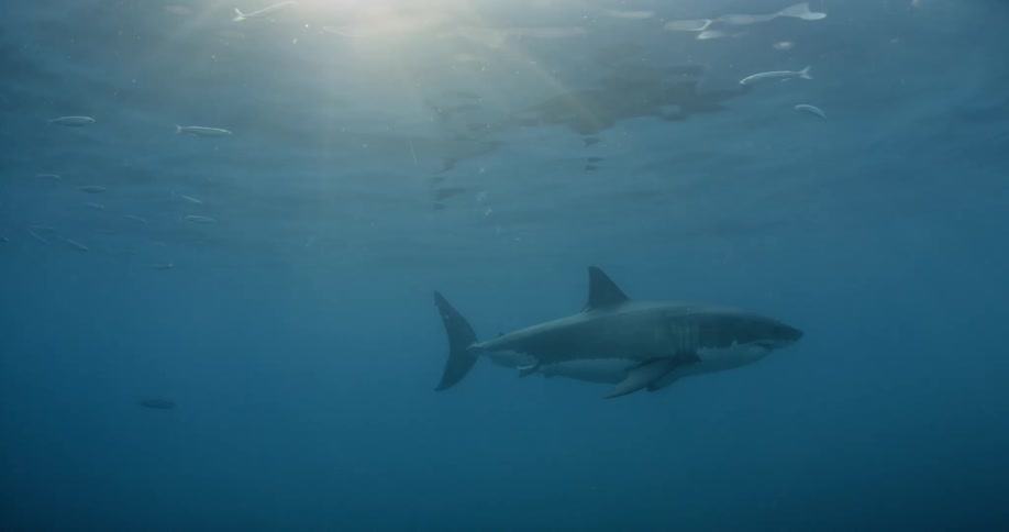 A shark swimming in the sea