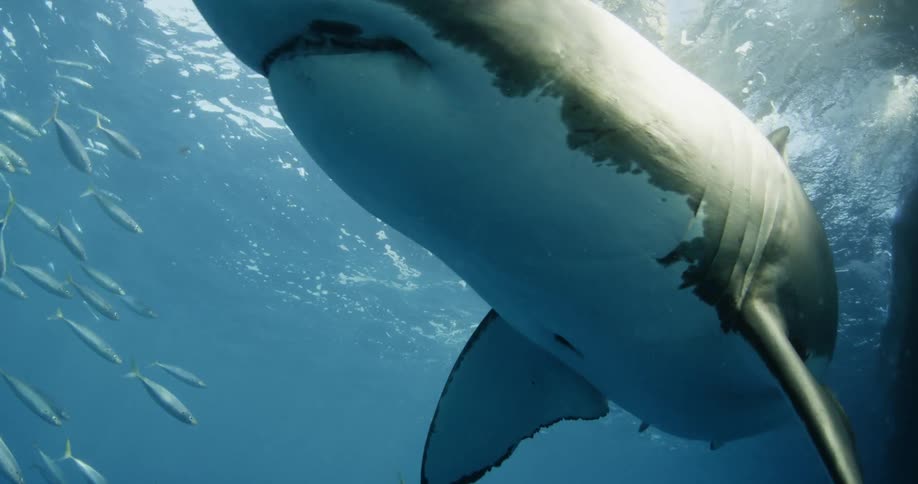 A shark swims near schooling fish in the ocean