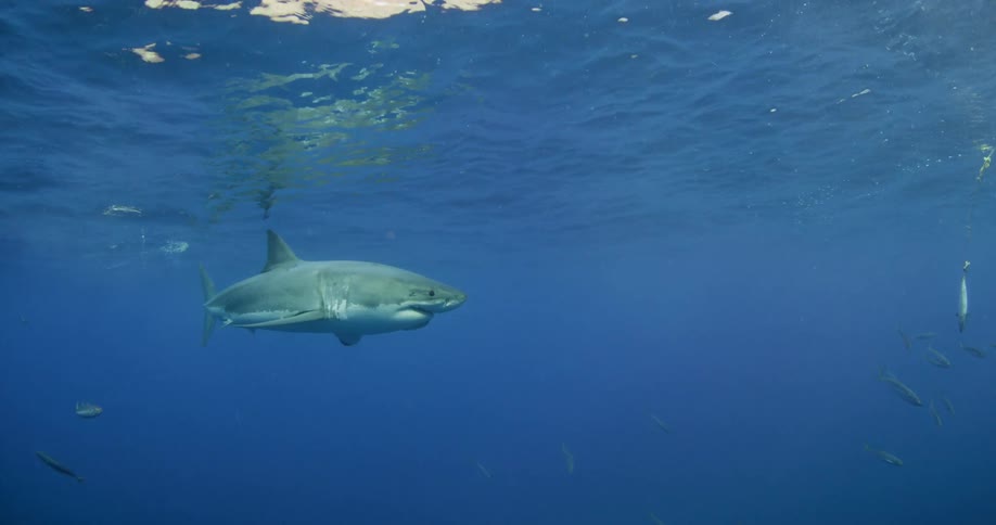 A shark and fish swim near the ocean surface
