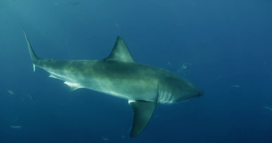 A shark and other fish are swimming in dark ocean waters