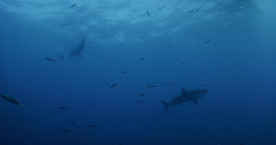 Many fish and sharks swim in the ocean