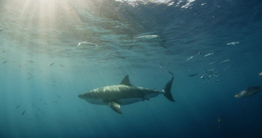 A shark swims in the ocean near fish