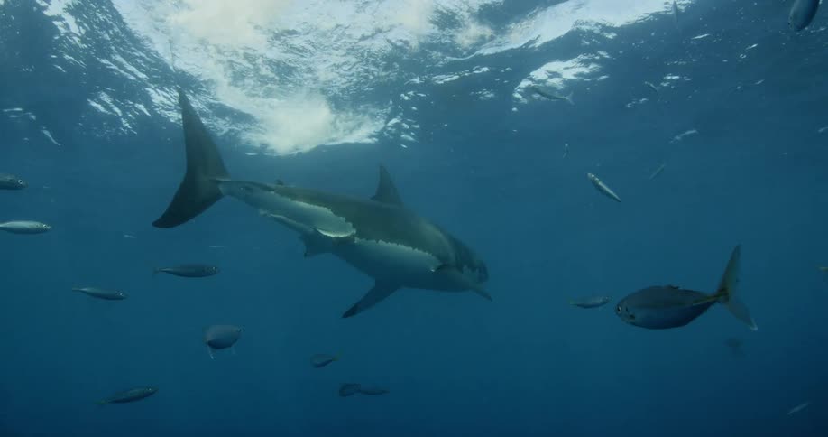 A shark is breaching the surface of the ocean