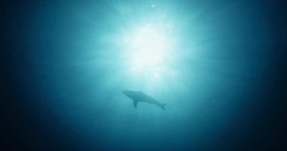 A shark swims in the dark waters moving towards the light above