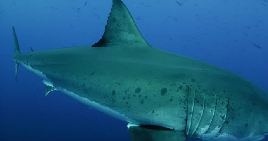 Shark swimming in the ocean