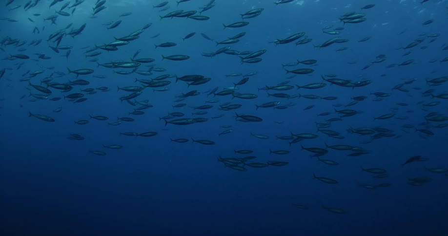 A school of fish swim in the ocean