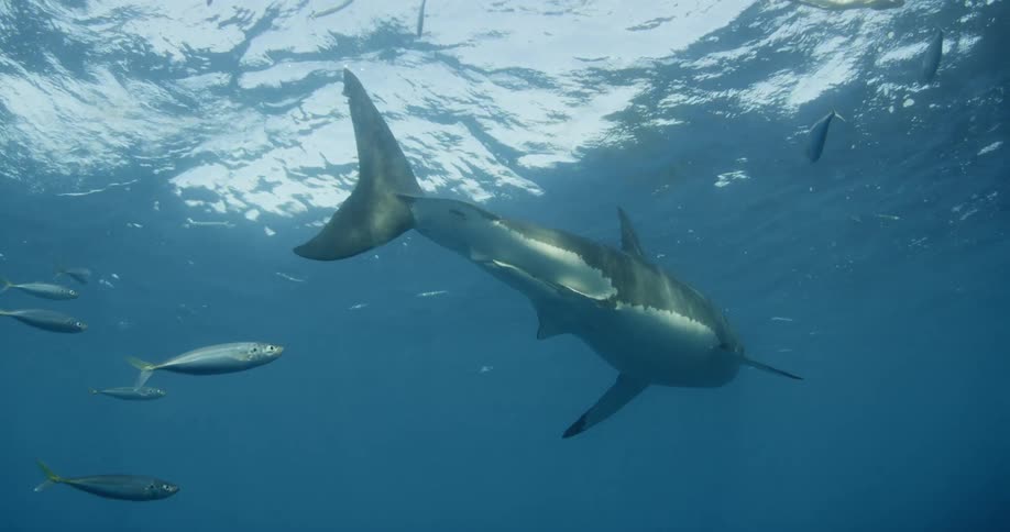 A shark is swimming near the ocean surface with other fish