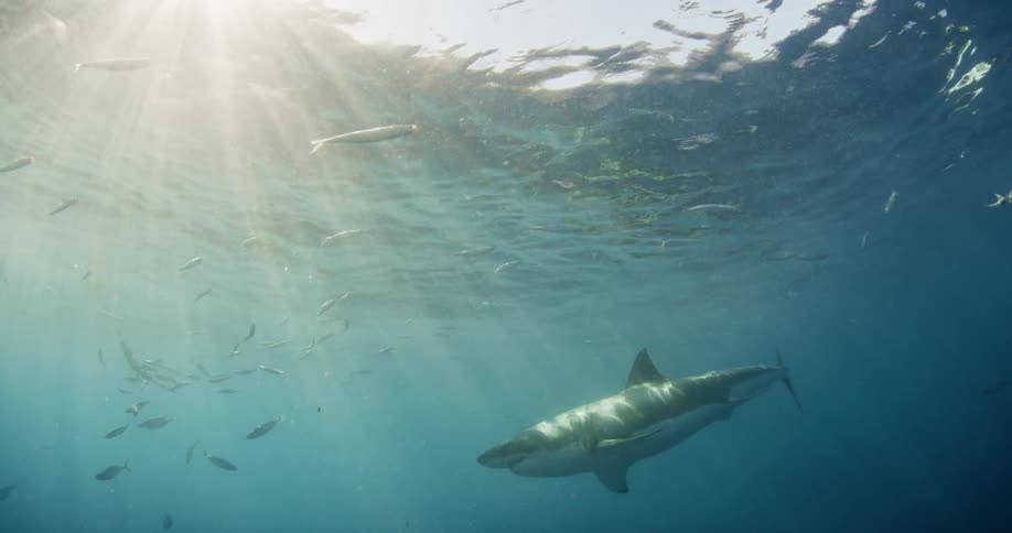 Shark swimming as rays of light beam from the surface