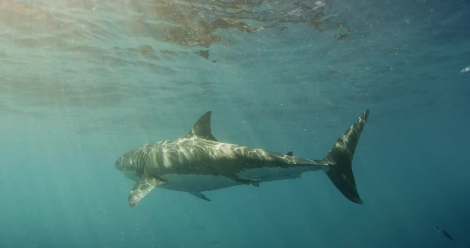A shark is swimming near the ocean surface as sun rays shine down