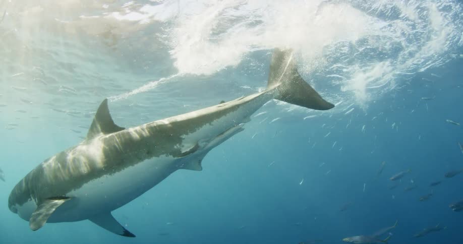 A shark breaches the surface of the ocean