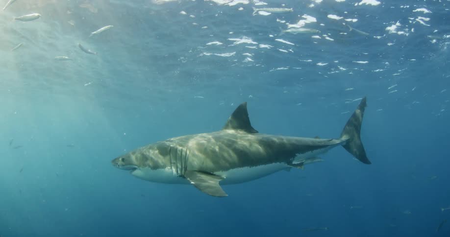 A shark swims in the sea